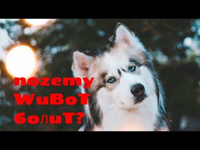 Lilo - Почему живот болит?  (ХЛ -хранитель лев )