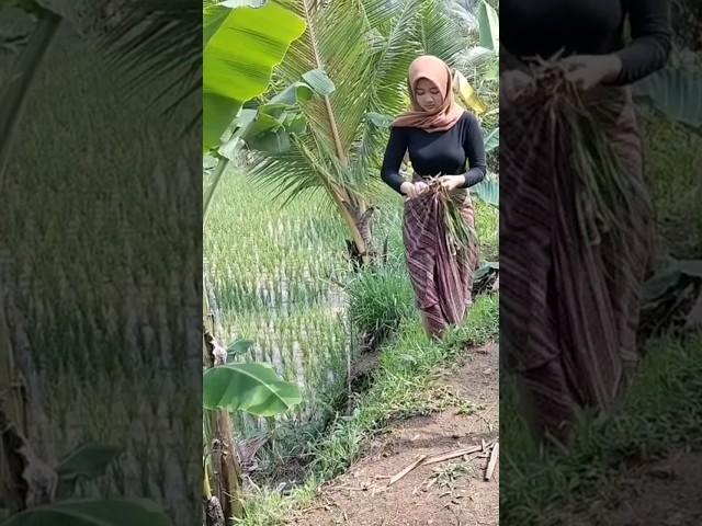 Neng Risma ngambil daun sereh di sawah #short #shorts