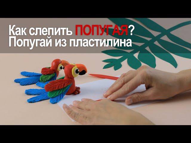 Как слепить попугая | Попугай из пластилина | Видео лепка | Лепим вместе