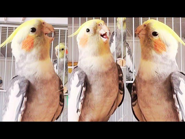 Cute COCKATIEL Singing COCKATIEL Training Songs PARROT Training Songs cockatiel singing wild