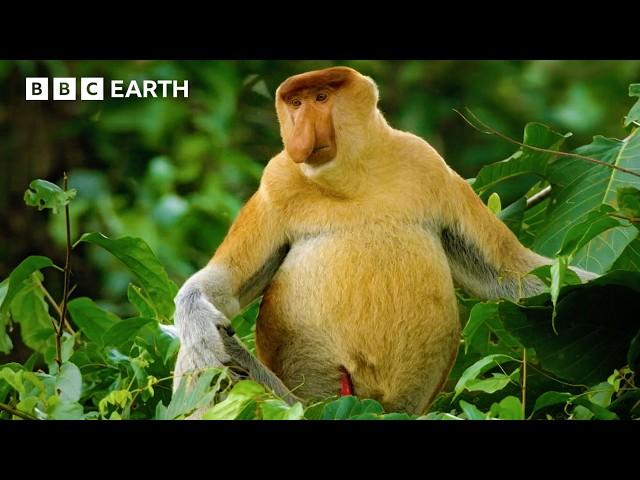 Meet The Long-Nosed Monkey | Asia Fun Facts | BBC Earth Kids