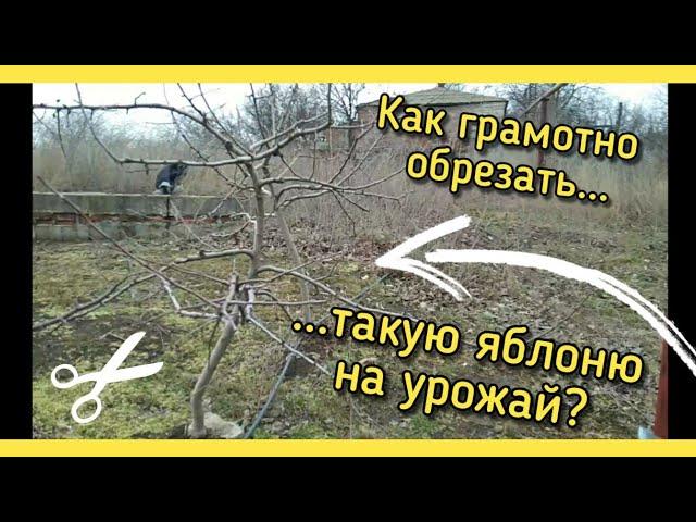 Обрезка яблони 5 лет НА УРОЖАЙ! / Подробное видео для НАЧИНАЮЩИХ.