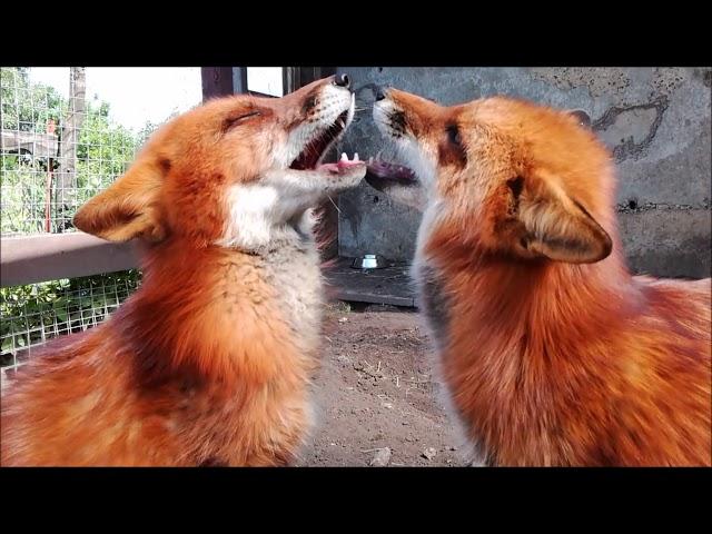 Relationships and interaction between red foxes