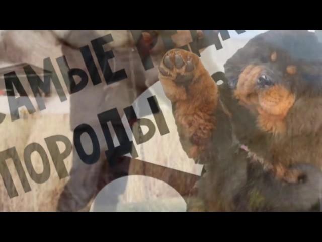Самые редкие собаки! А вы таких видели?