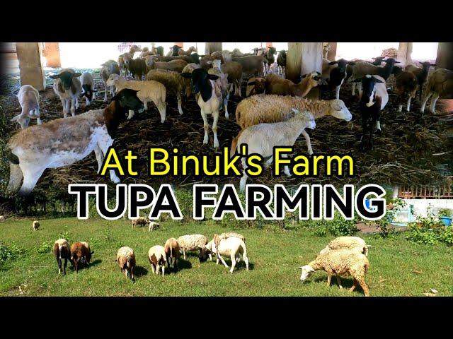 Tupa Farming - Binuk's Farm in Tarlac City