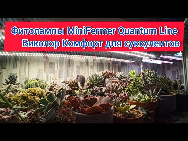 Фитолампы MiniFermer Quantum Line Биколор Комфорт для суккулентов. Мои впечатления