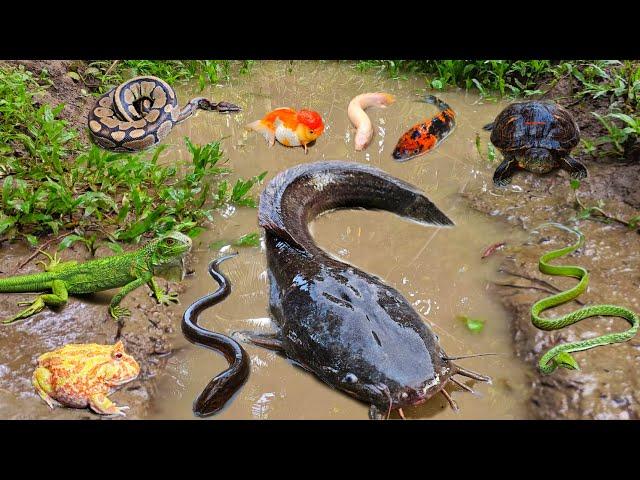 Exciting! Catch big catfish in the hole there are many ornamental fish, koi fish, snakehead fish