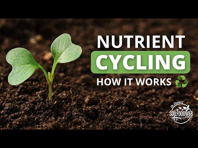 Nutrient Cycling | Soil Food Web School