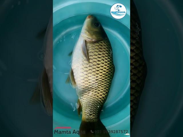 Amur Carp Fish#fish #fisherman#fishing #fishingvideo #carpfishing #aquaculture #fishinglife #viral