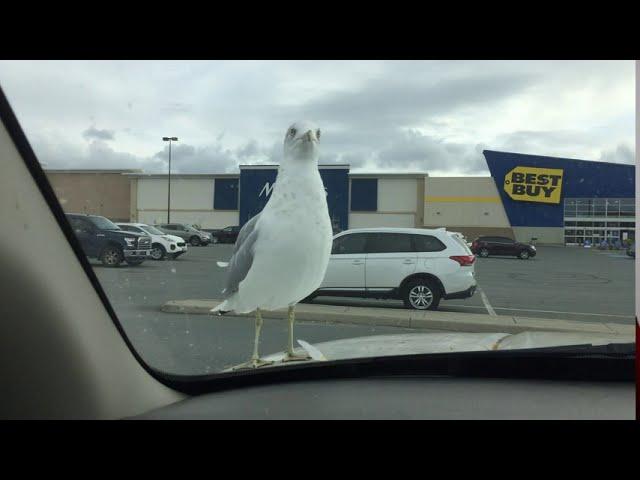 Seagull vs. French fry