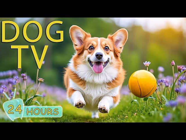 DOG TV: Videos Prevent Anxiety & Keep Dogs Happy When Home Alone - Best Entertain Music for Dogs