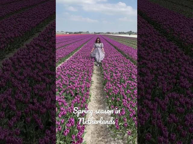 Spring season where you can see all kinds of tulips  #spring #dutch #tulips #shorts