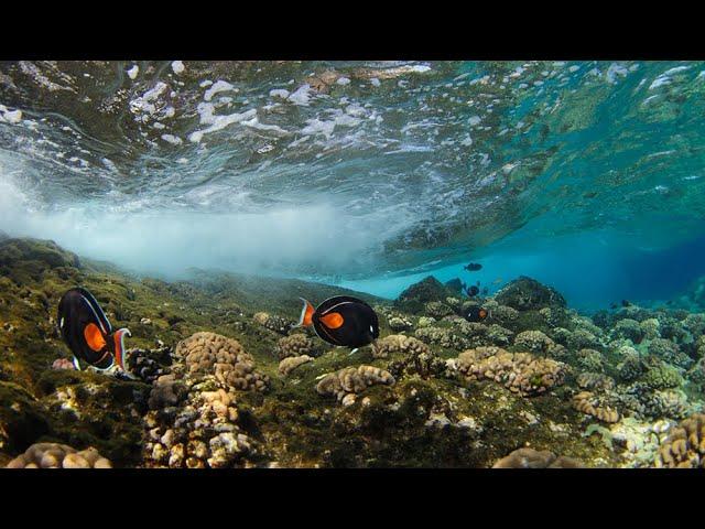 Snorkel Maui with the experts at PacWhale Eco-Adventures