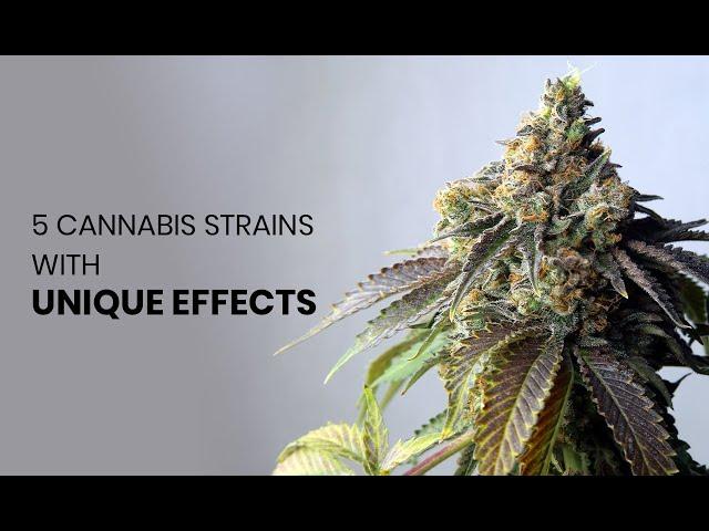 5 Intense Cannabis Strains With Wildly Unique Effects