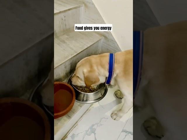 Food gives you energy #yuvimicky #funny #dog #labrador