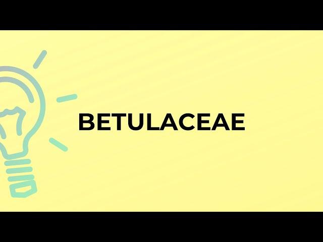 What is the meaning of the word BETULACEAE?