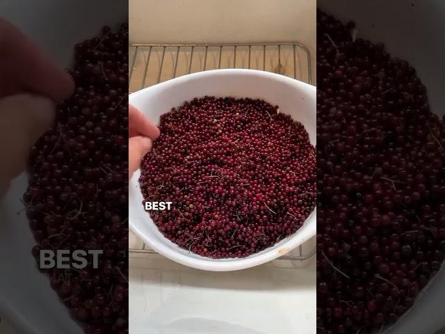 How to Harvest and Freeze Elderberries