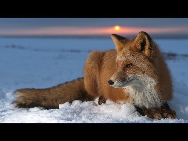 Stay Foxy/Raise your awareness with Fox Spirit/Pick-a-Card Tarot Reading