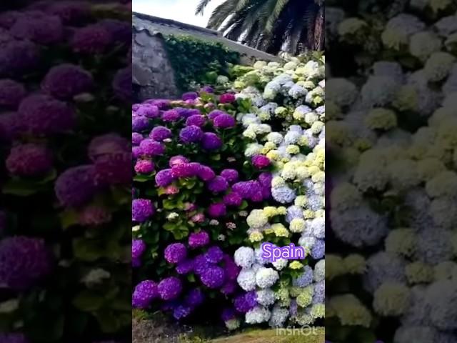 Гортензии в Испании #spain #hortensias #beautiful #гортензия #garden #hydrangea #flower #macrophylla