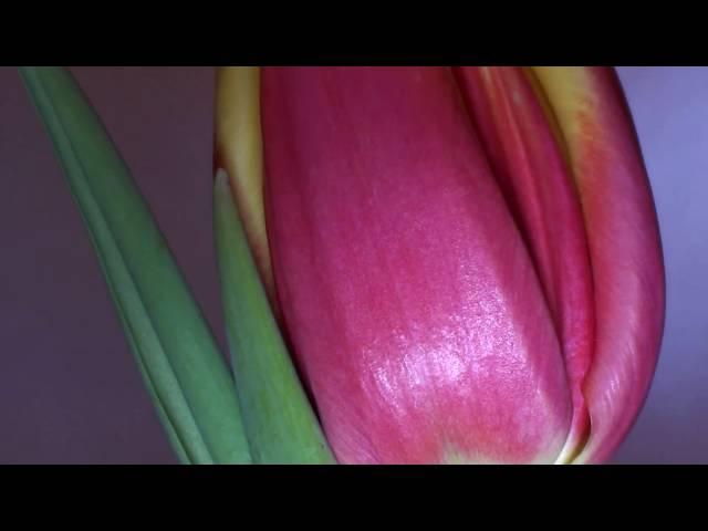 The tulips