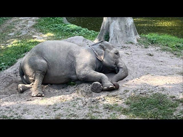 Bronx Zoo Elephant Spotted After Months-Long Disappearance