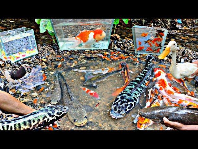 Looking for betta fish, ornamental fish, monster toman fish, catfish, snakehead fish, glofish