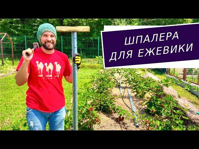 Лучшая шпалера для ежевики на века!