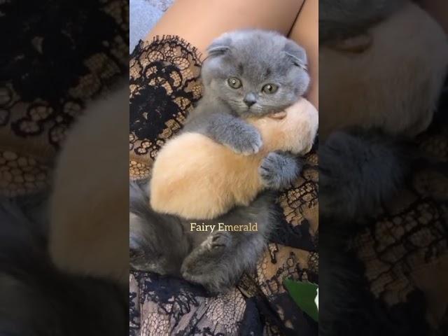 CUTE KITTY HUGS A BABY PUPPY 