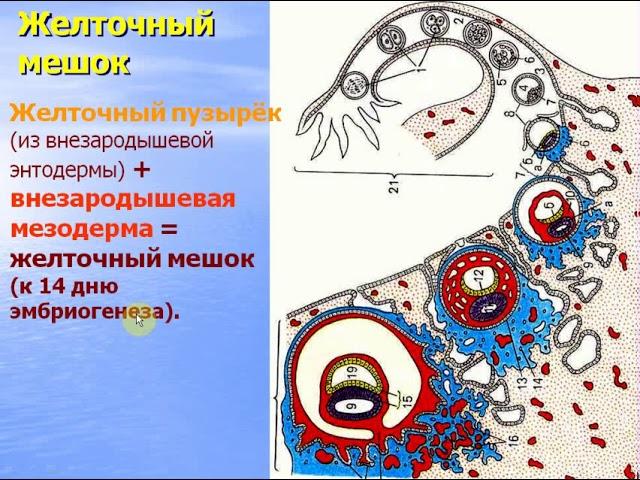 Эмбриология человека - 2 (Провизорные органы). Видео лекция С.М.Зиматкин (30)