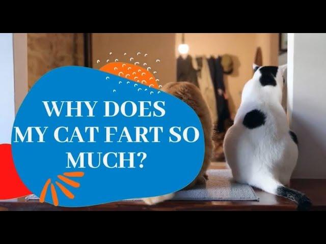 Do Cats Fart? Why Does My Cat Fart So Much? (Is It OK Or Should You Worry?)