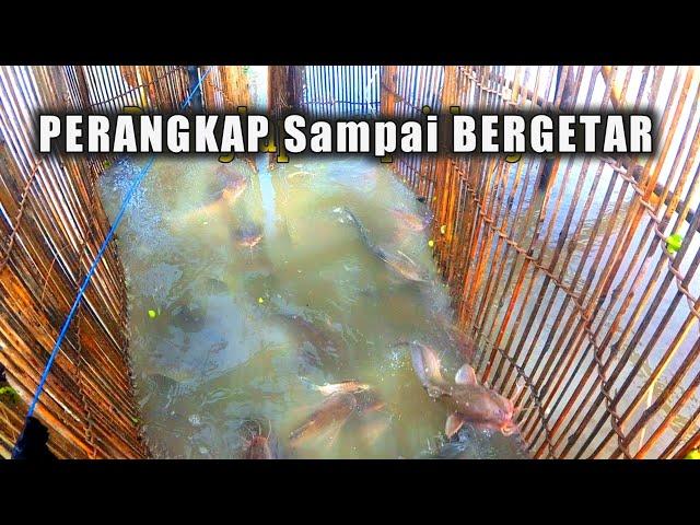 Hanya duduk santai menunggu ikan masuk sendiri perangkap ikan sembilang