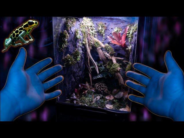 Poison Dart Frog  Bioactive Vivarium Set up Tutorial For Thumbnail Frog