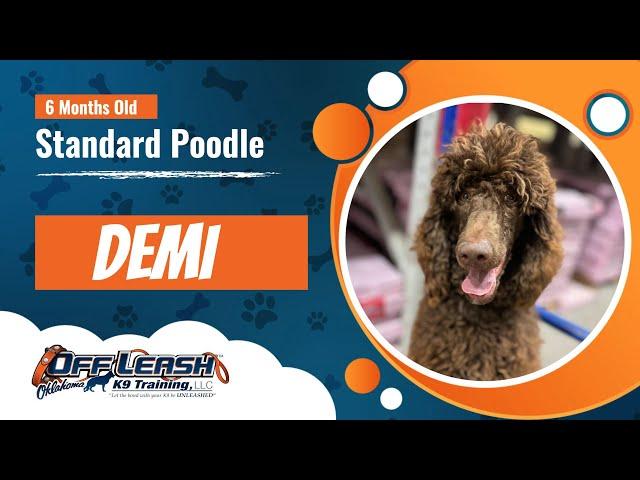  Demi's Journey to Excellence: Standard Poodle's Transformation | Off Leash K9 Training, Oklahoma