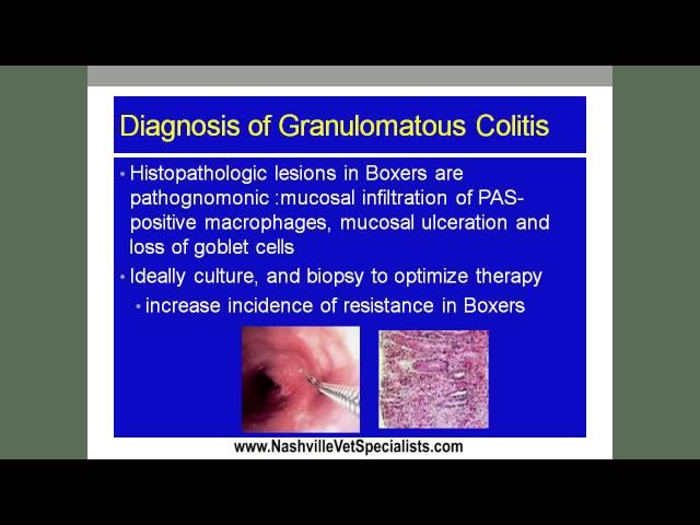 Feline Infectious Peritonitis