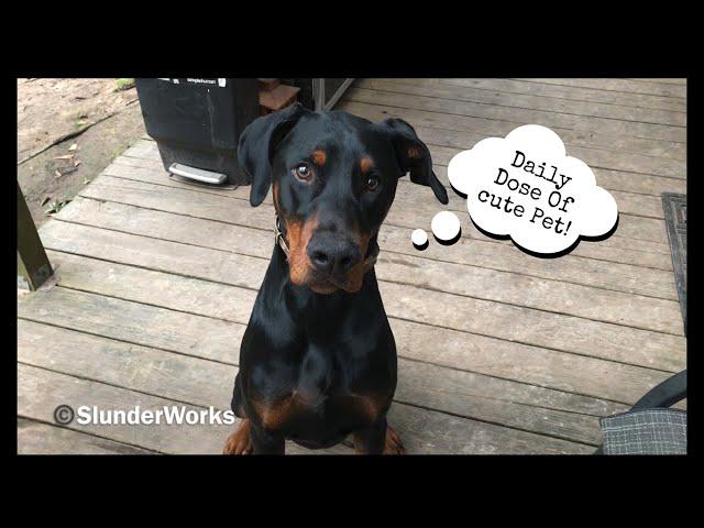 Daily Dose of Cute Pet! Loki The Doberman Playing Catch And Getting Angry with The Bird 