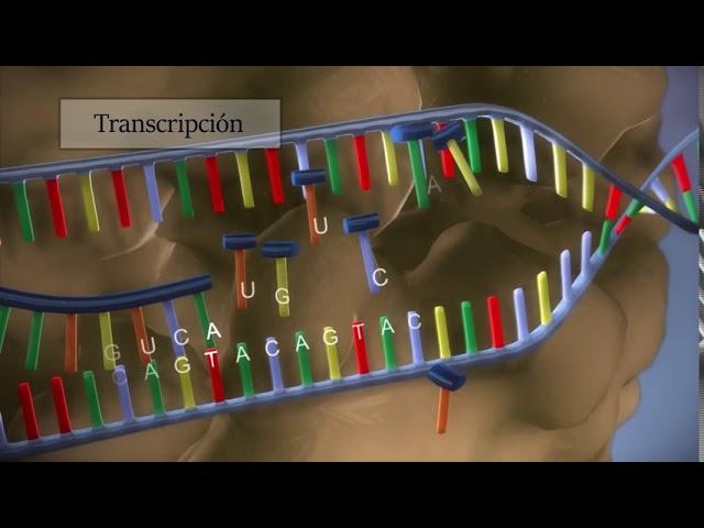 Síntesis de proteínas - Procesos de transcripción y traducción