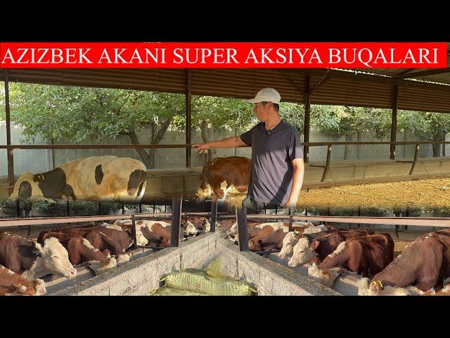 AZIZBEK AKANI SUPER AKSIYA BUQALARI JOY BO’SHATISHGA BONUS QIVORDI