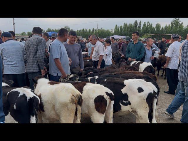 Beshariq mol bozori ģunajinlar VA sigirlar narhlari bilan tanishing 11.05.2025yil