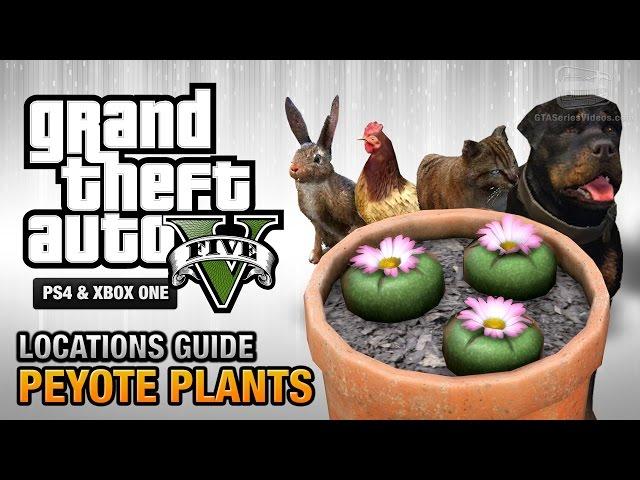 GTA 5 - Peyote Plants Location Guide (Play as an Animal)