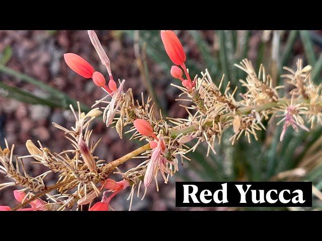 Hesperaloe Parviflora Red Yucca * 24 Days of Cacti & Succulents