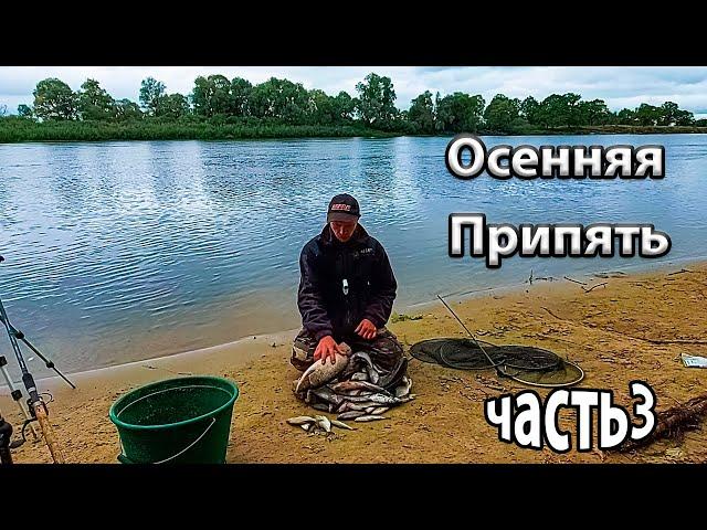 Осеняя Припять. Ловля фидером на реке Припять.