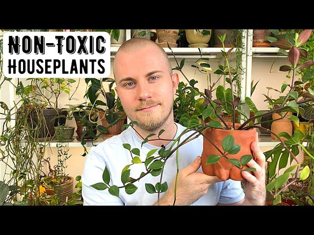 Non-Toxic Houseplants For Pet Owners