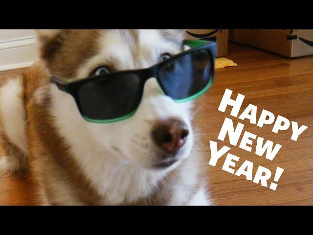 Happy New Years from Laika the Husky