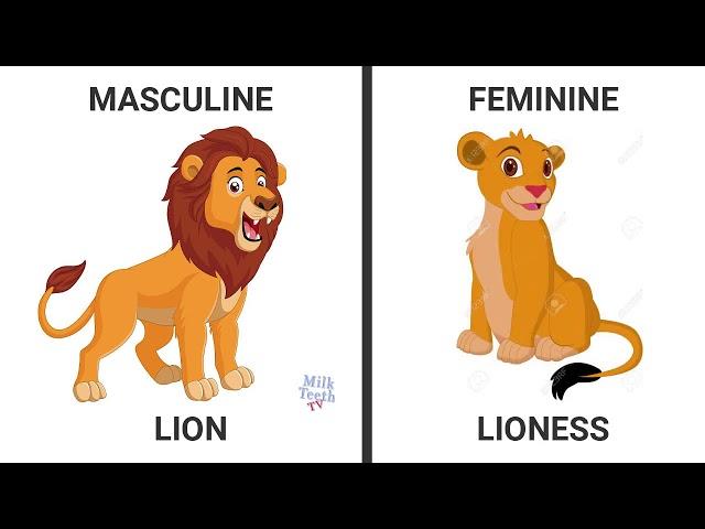 Learn Genders in English with pictures|Learn masculine Feminine Gender