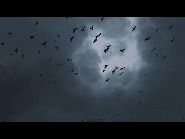 Background Black Bird ️ png || free downloads #sky #effect