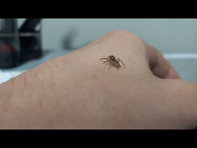 A curious little jumping spider