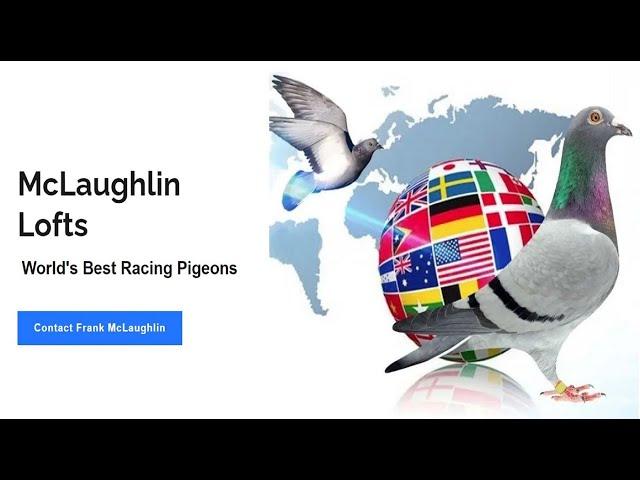 'Ask Frank' McLaughlin Lofts Live Stream-The Art of Racing Pigeons