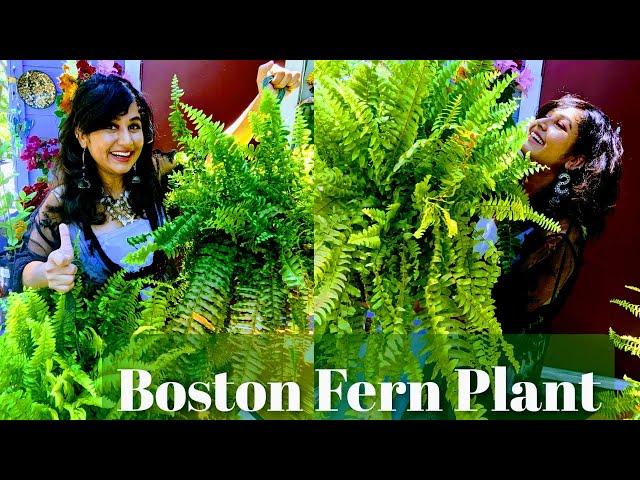 Stop killing Your Boston Fern Plant|Care Of Boston Fern Plant||Boston Fern Plant In Hindi