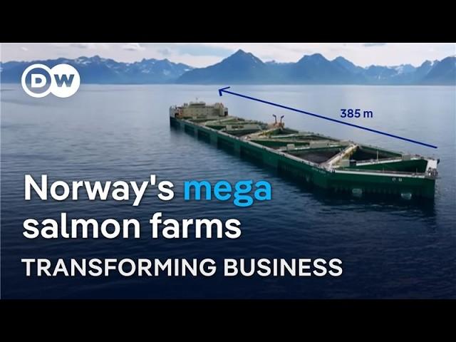 Can tech solve the biggest threats in the booming salmon industry? | Transforming Business