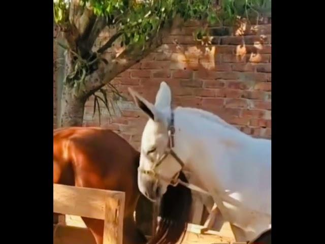 Un burro enamorado de … 